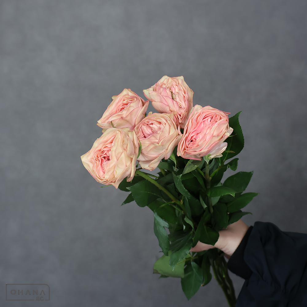 バラ ポルトボナー 60cm