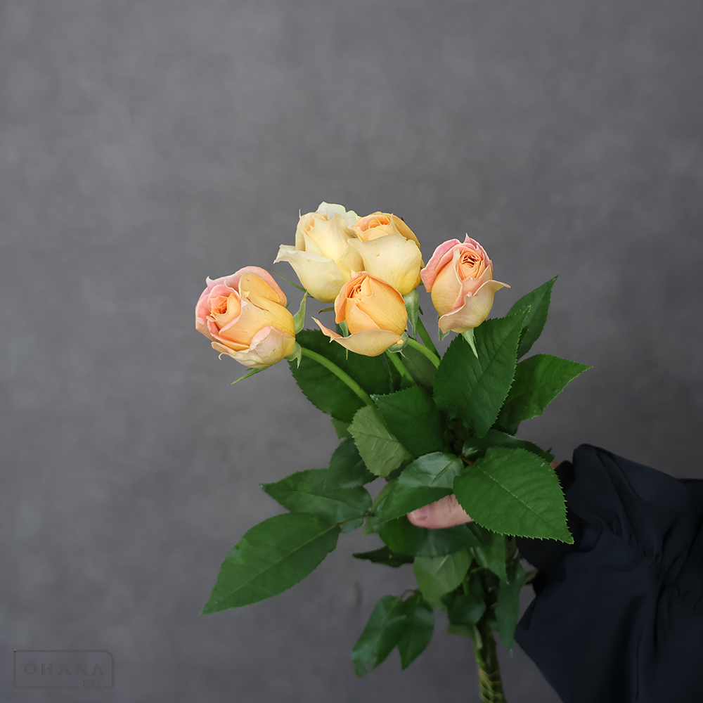 バラ　 キャラメルアンティーク 60-50cm