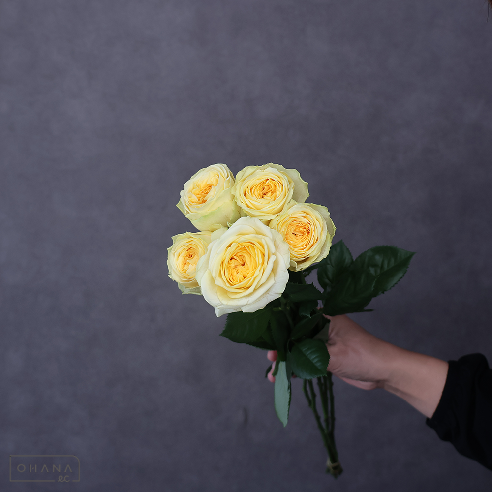 バラ 2種MIX 40-60cm ①