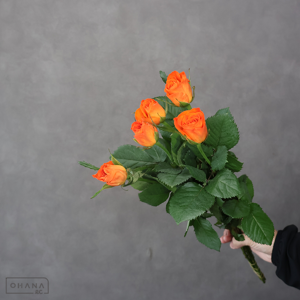 バラ オレンジオンリー＋ 秀