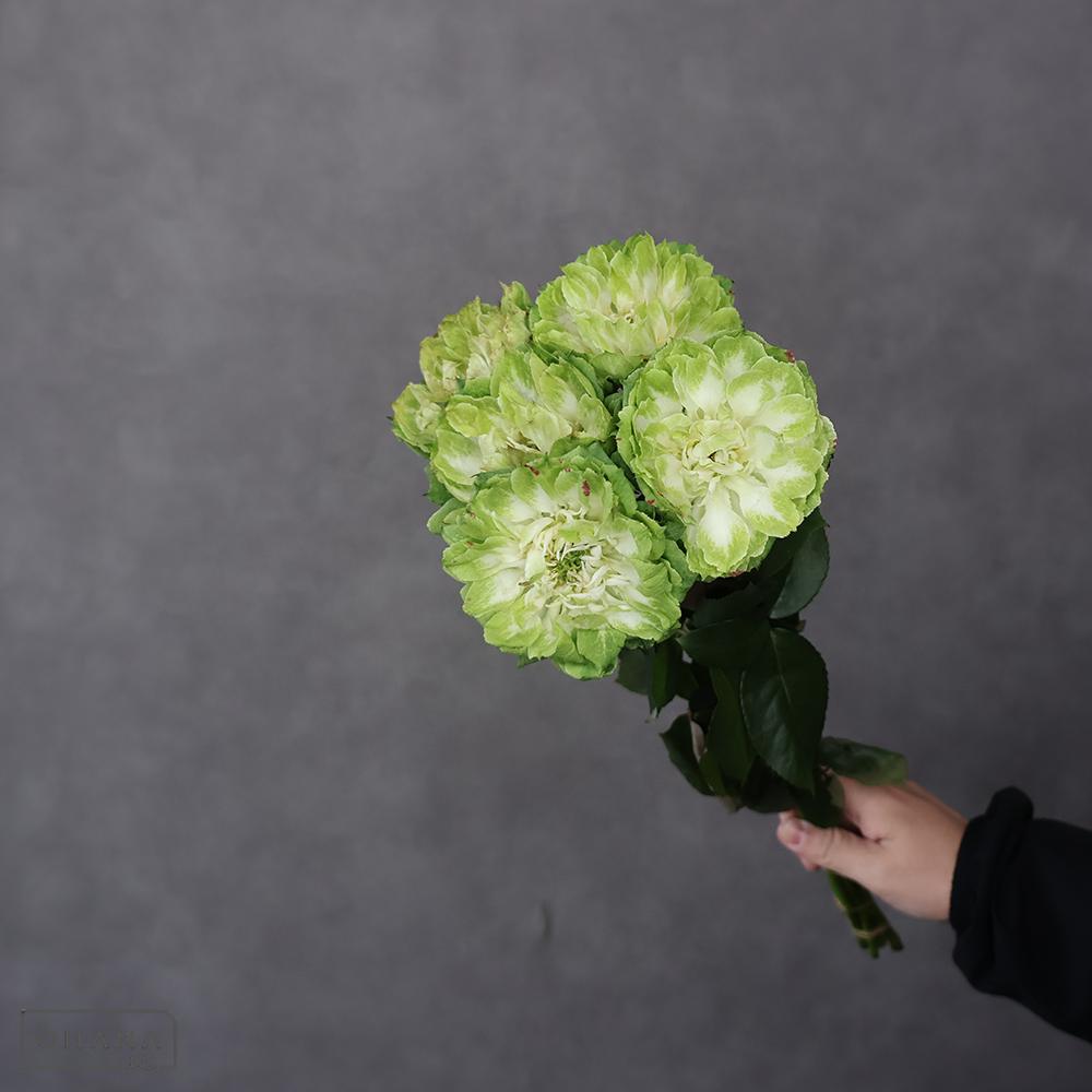 バラ ベジー 秀50cm