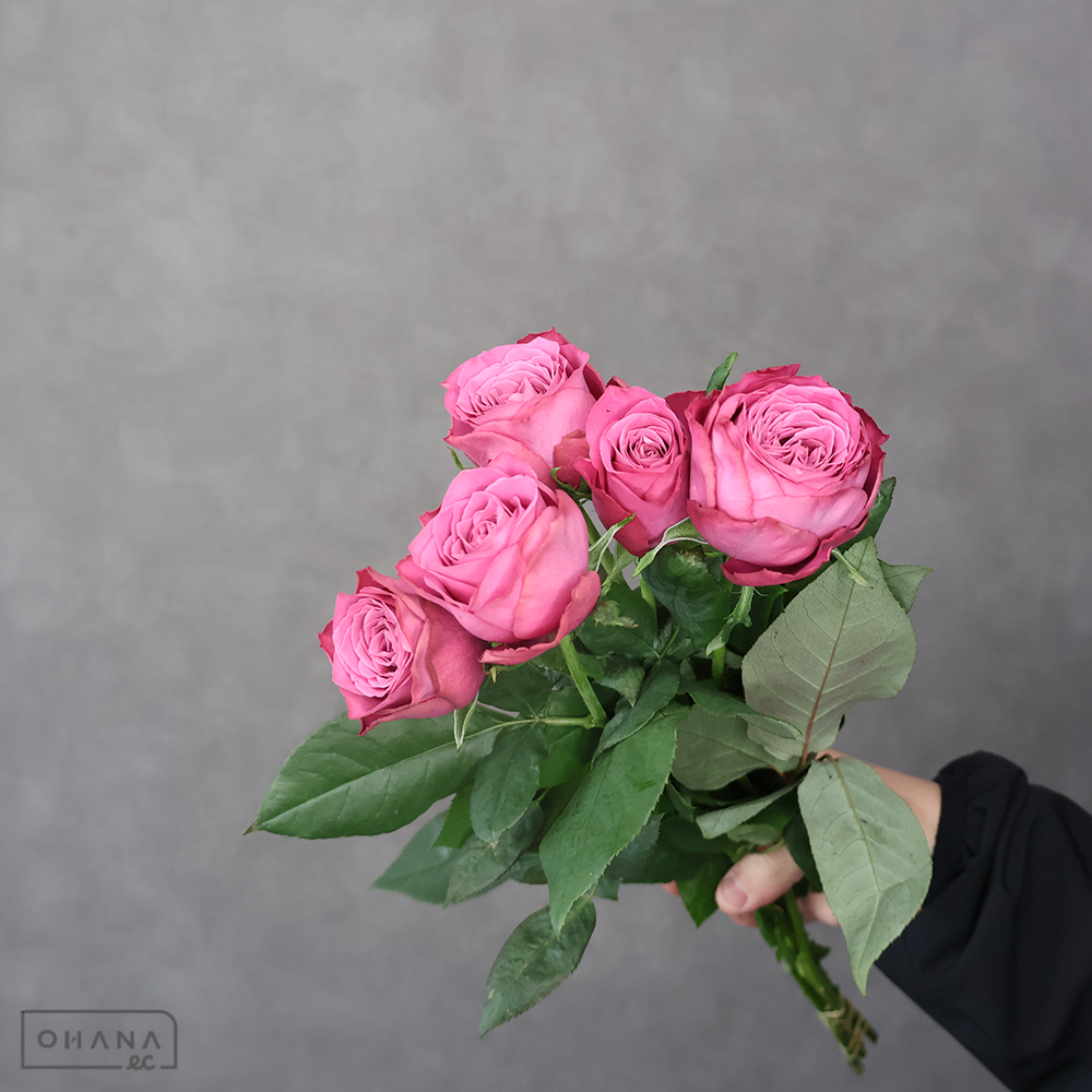 バラ Ｙ－ヤギパープル 秀40cm