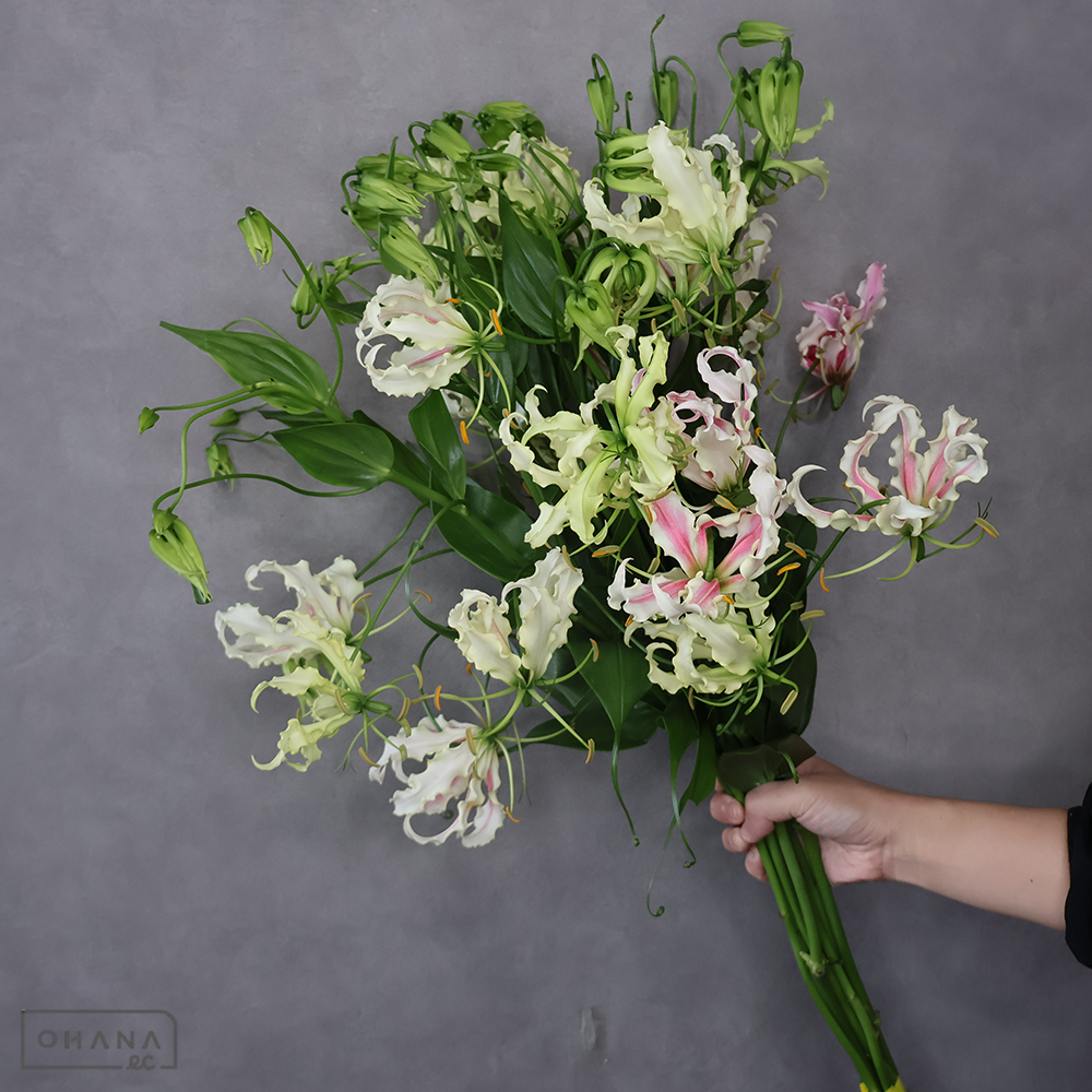 グロリオサ グロリオサ クリーム 2L | お花の仕入れならOHANAec