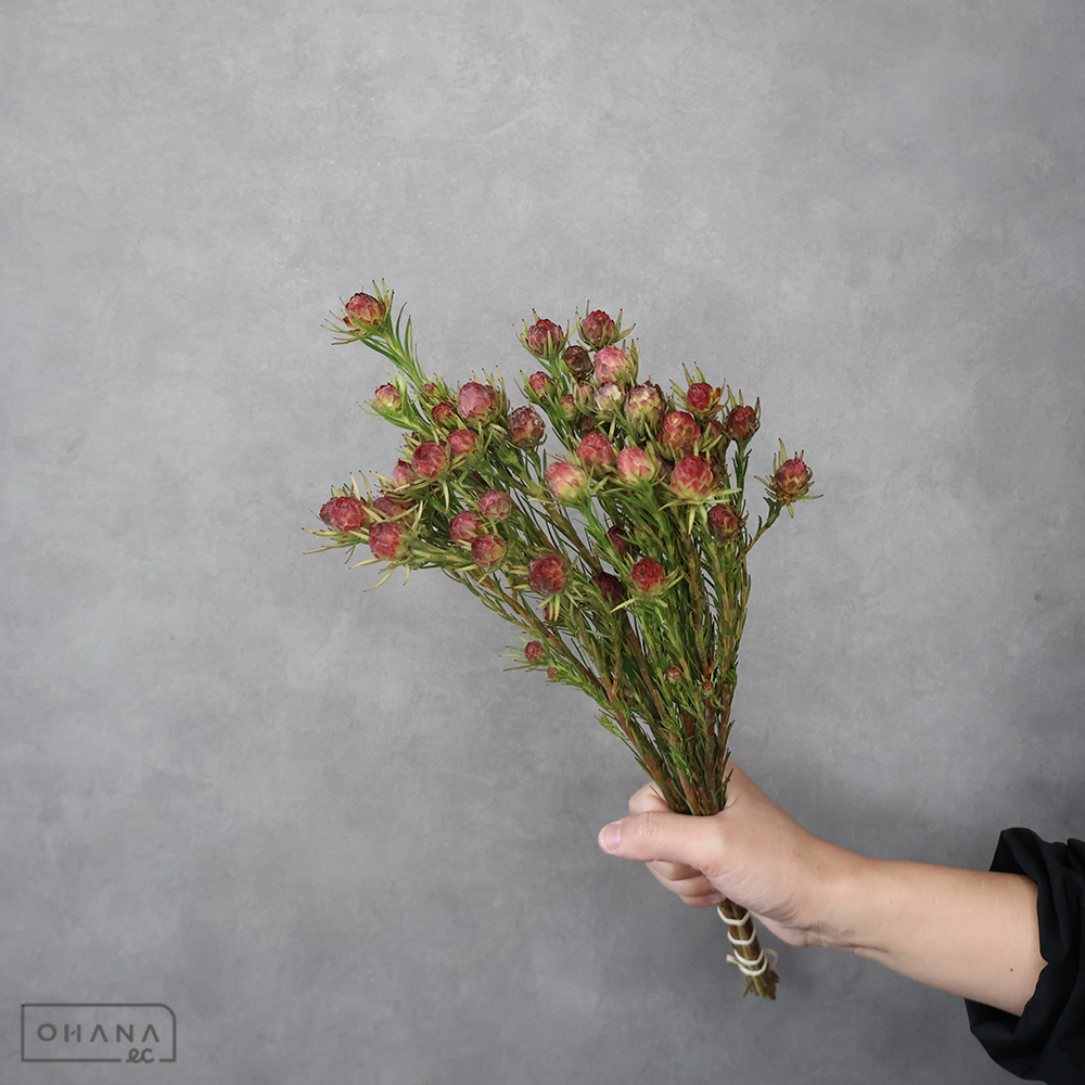 ネイティブフラワー | お花の仕入れならOHANAec