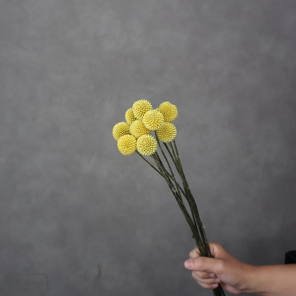 【SALE】クラスペティア　　70cm ※クレーム対象外