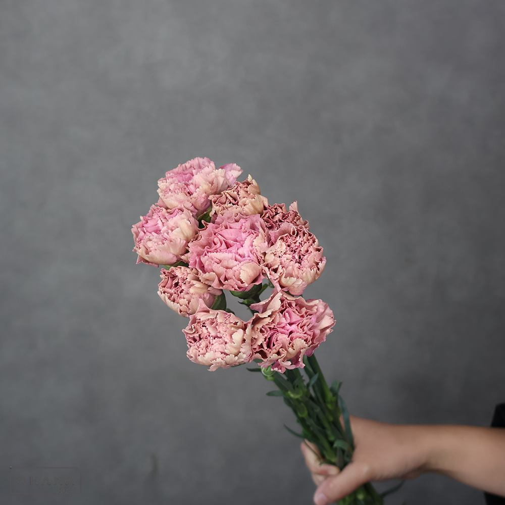 【SALE】カーネ　バビロン　65cm ※クレーム対象外