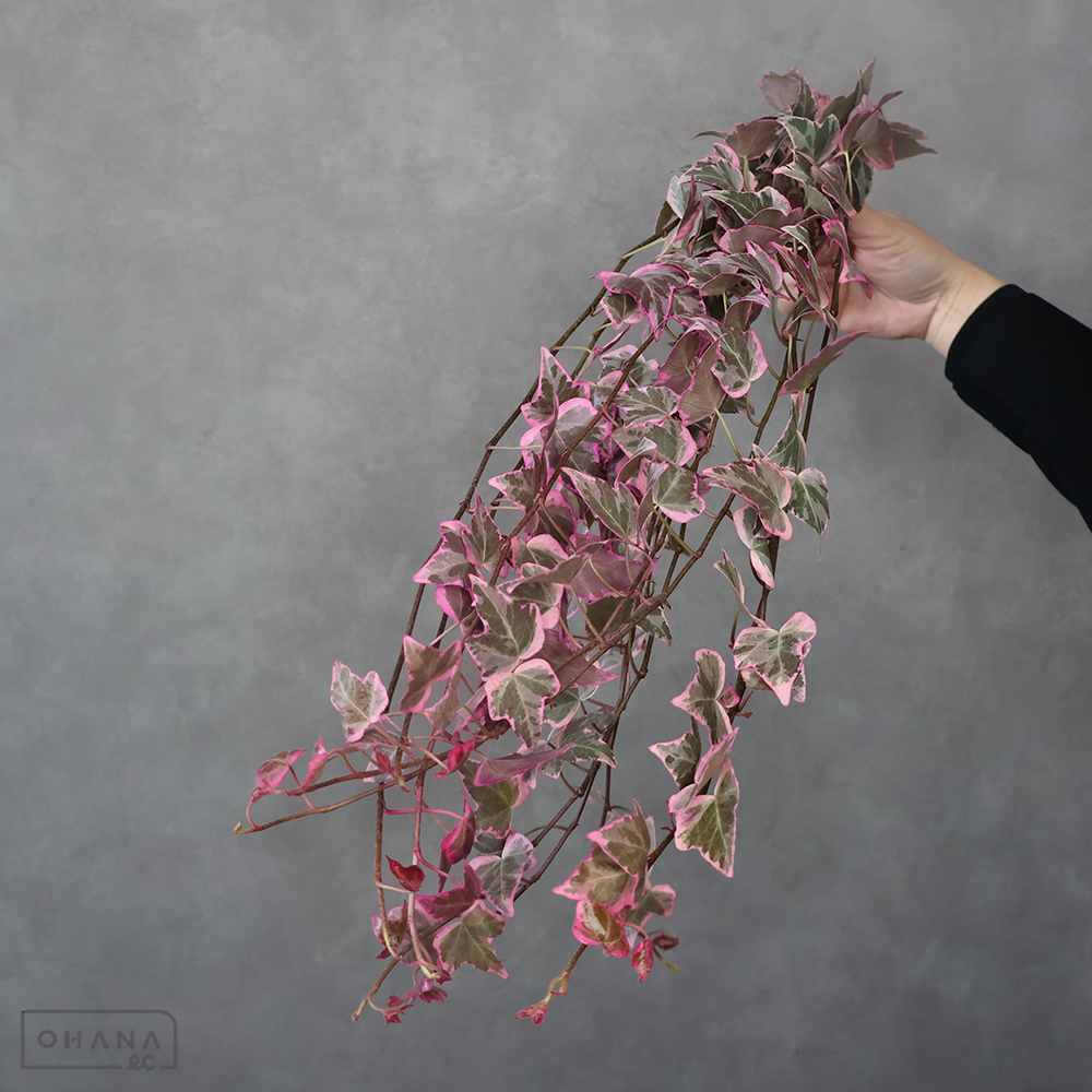 【SALE】アイビー　ハートピンク  60cm ※クレーム対象外