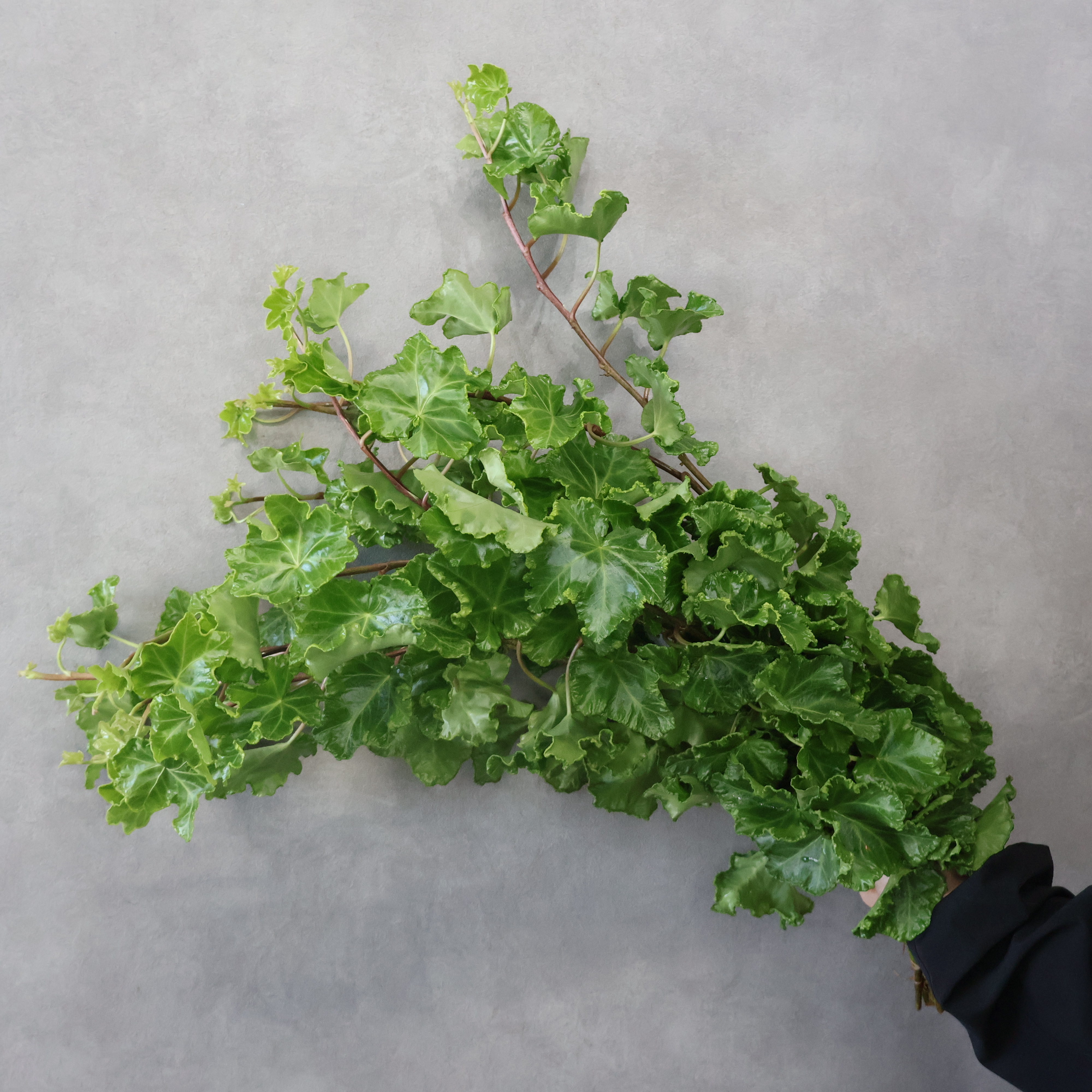 【SALE】アイビー　パーサリー  60cm中 ※クレーム対象外