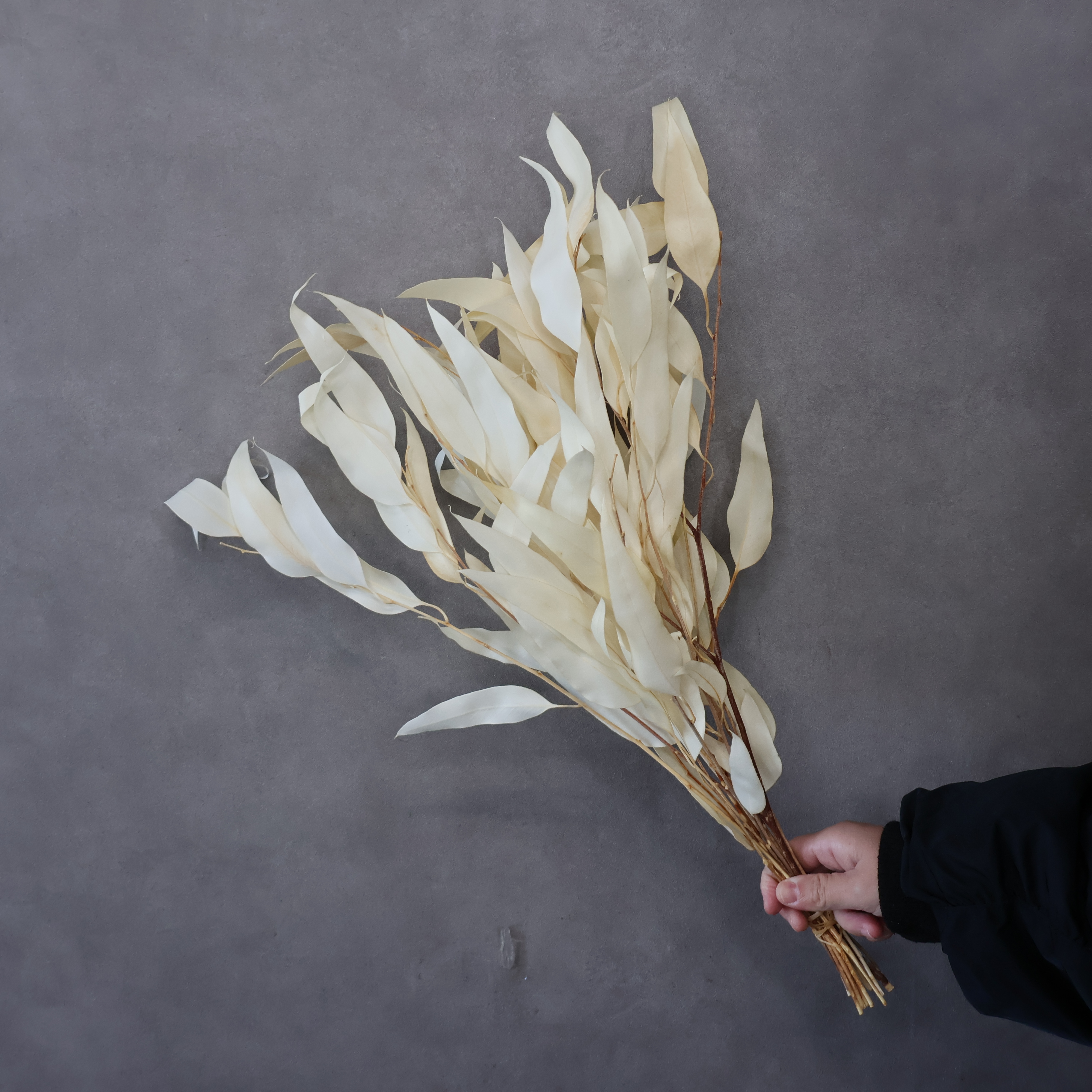 【SALE】ユーカリ　ウィローブリーチドライ ※葉落ちあり　 ※クレーム対象外