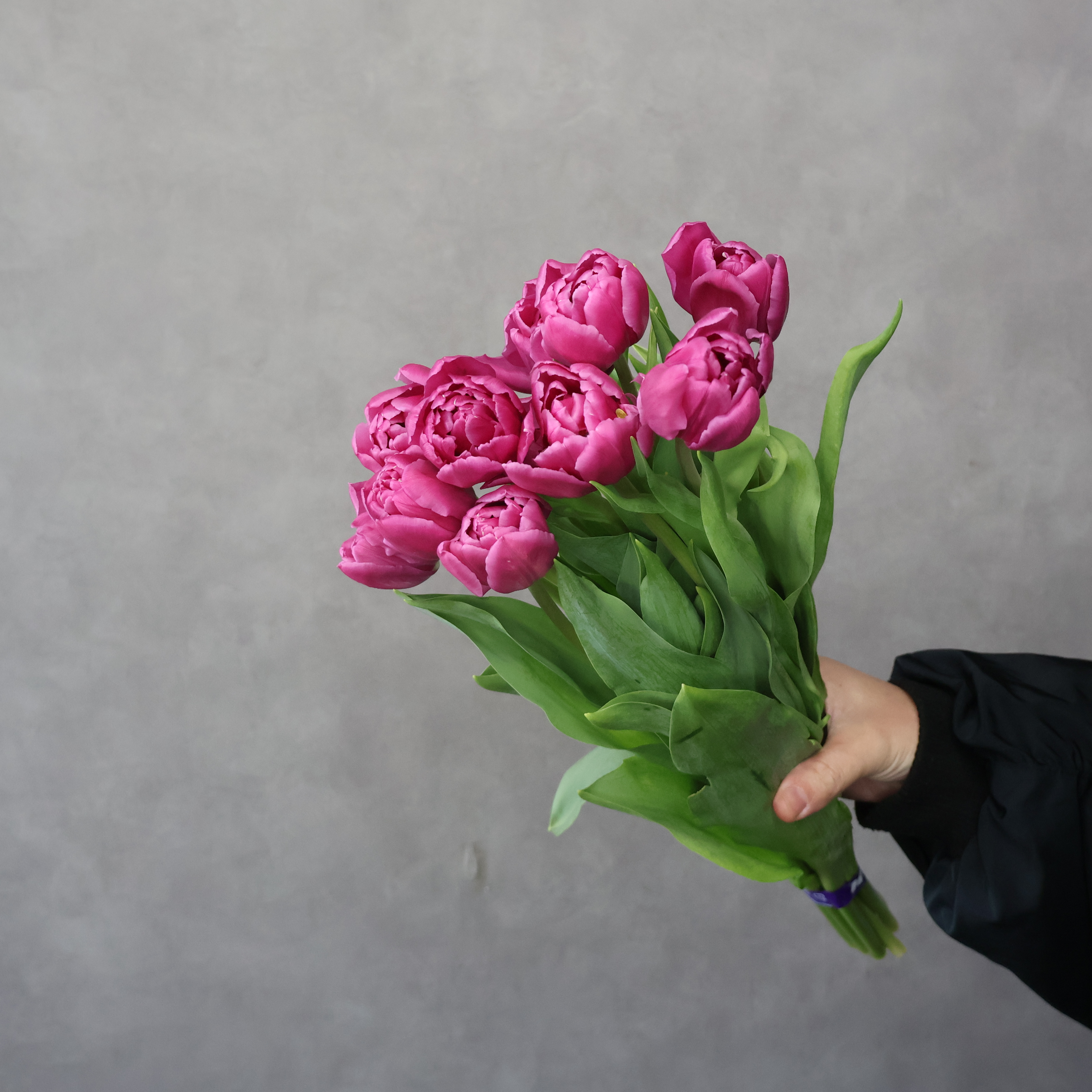 チューリップ八重　ピンク　ダブルプリンセス　秀2L