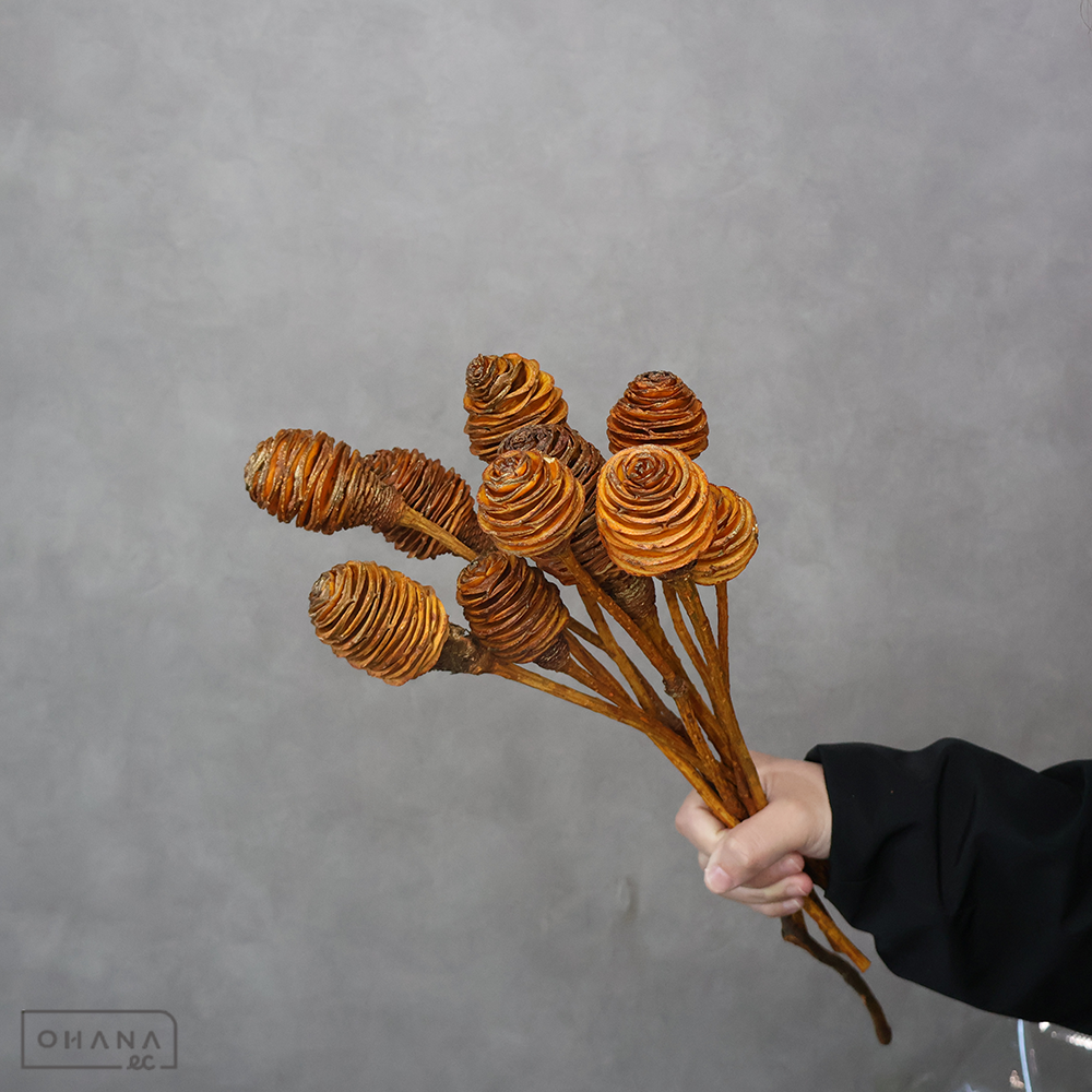 リューカデンドロ　プラティスペルマム　ドライ　オレンジゴールド　