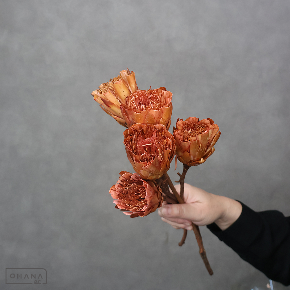 プロテア　レペンス　カットブラッシュドライ　アンティークローズ　