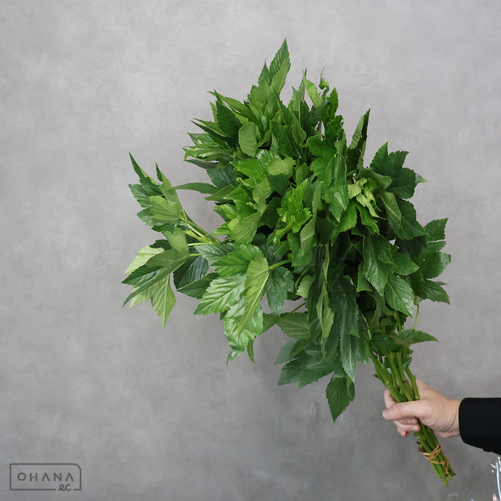 【SALE】木イチゴ　ベビーハンズ　優 60cm ※クレーム対象外