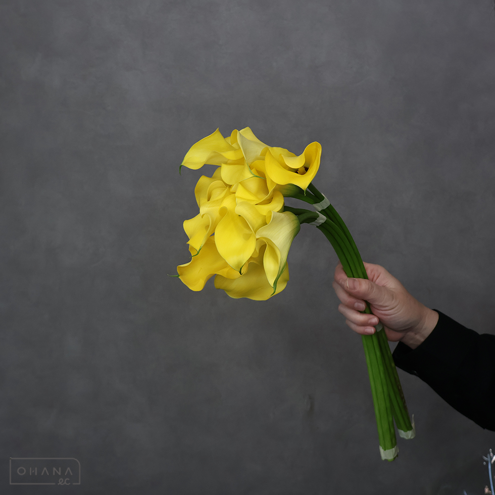 【SALE】カラー レオ　4-50cm ※クレーム対象外