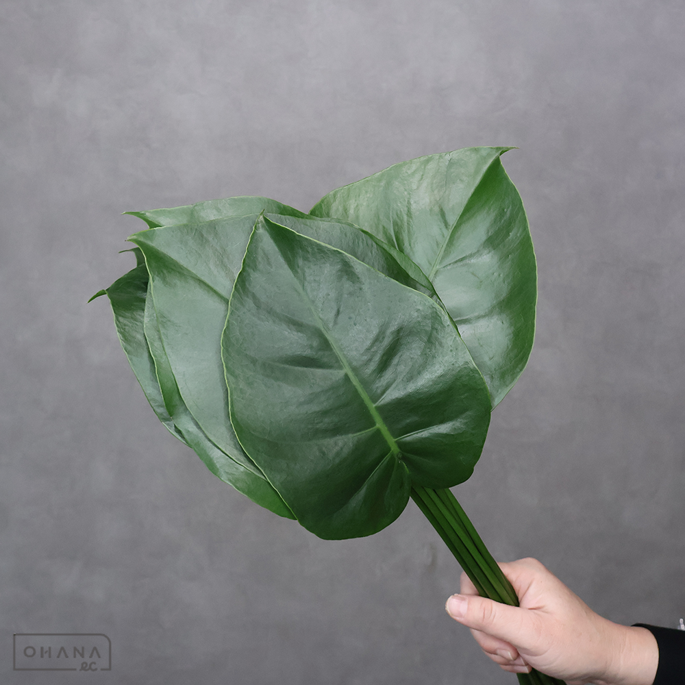 【SALE】モンステラ 丸葉　秀2S 20-15cm ※クレーム対象外