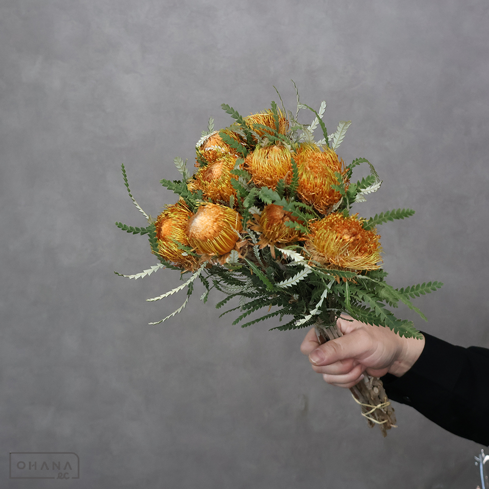 ドライアンドラ フォルモーサ　40cm