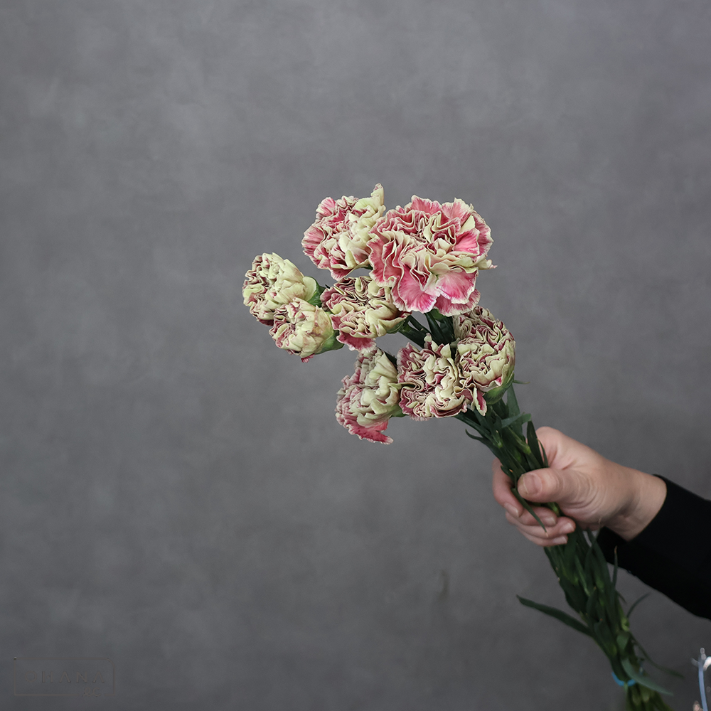 【SALE】カーネーション ワインカバー　60cm ※クレーム対象外