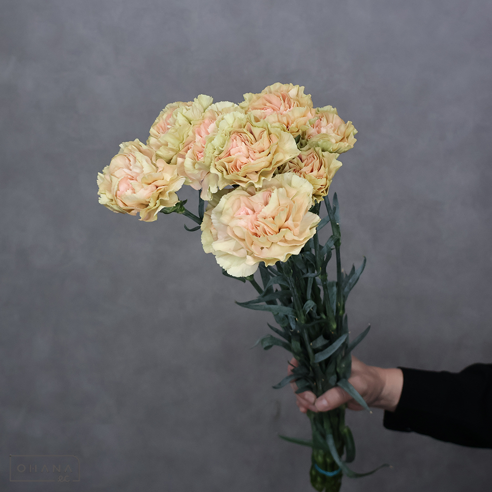 【SALE】カーネーション　アンバー　 60cm ※クレーム対象外