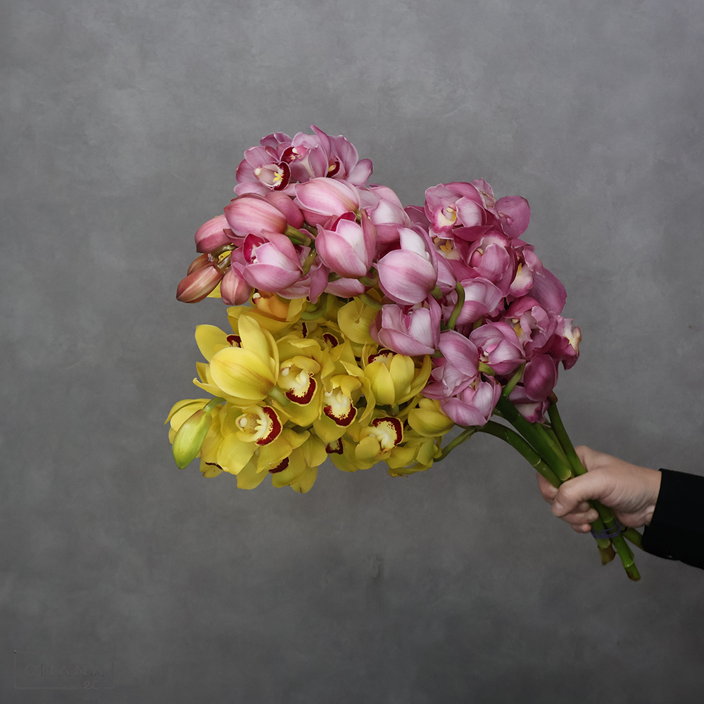 シンビジューム　MIX ※色味バラツキあります　