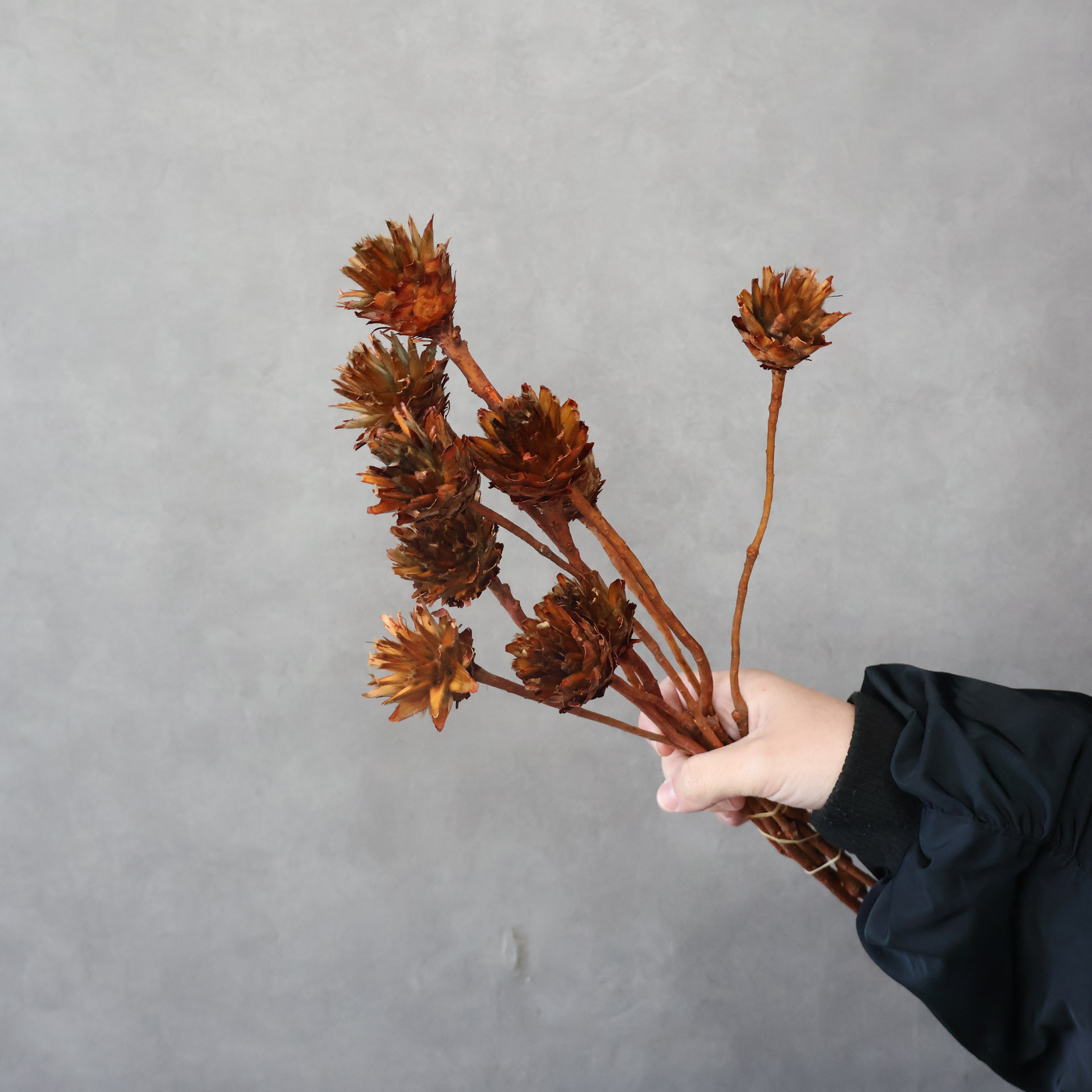 リューカデンドロ　プルモーサム　ドライ　テラコッタ　