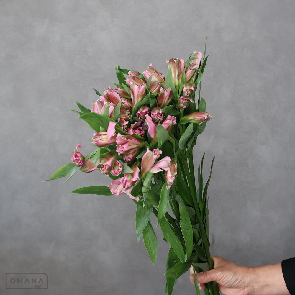 【SALE】アルストロメーリア　トスカナ　 65cm ※クレーム対象外