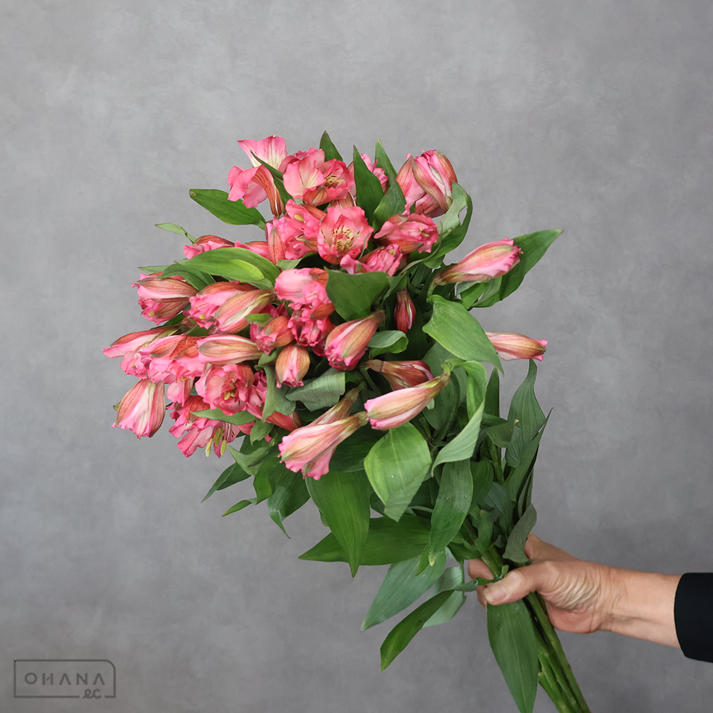 アルストロメーリア　ノラ　 65cm