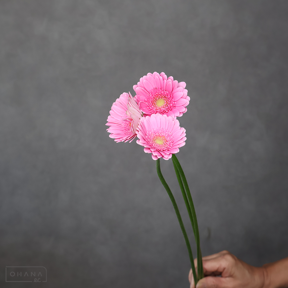 【SALE】ガーベラ　アンドリーナ ※25本束　 ※クレーム対象外