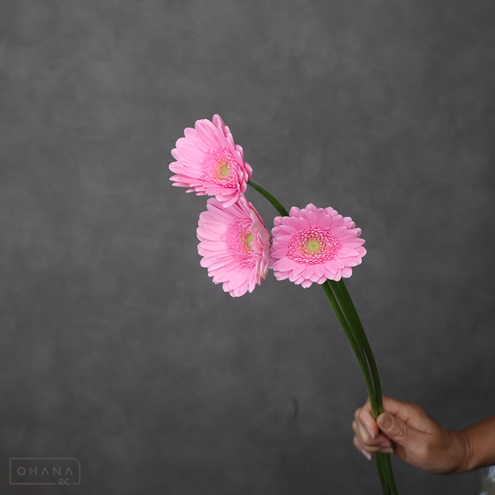 【SALE】ガーベラ　キムシ－ ※25本束　 ※クレーム対象外