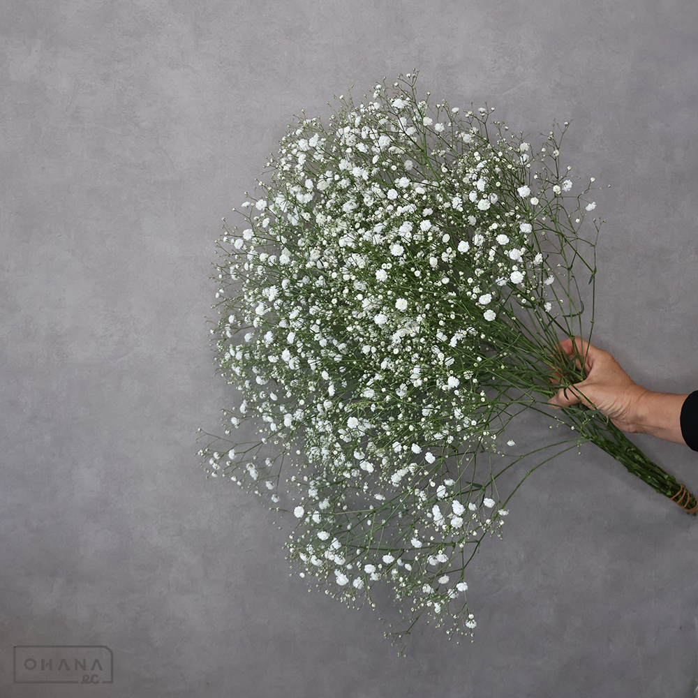 【SALE】カスミソウ　アルタイル L　秀 ※クレーム対象外