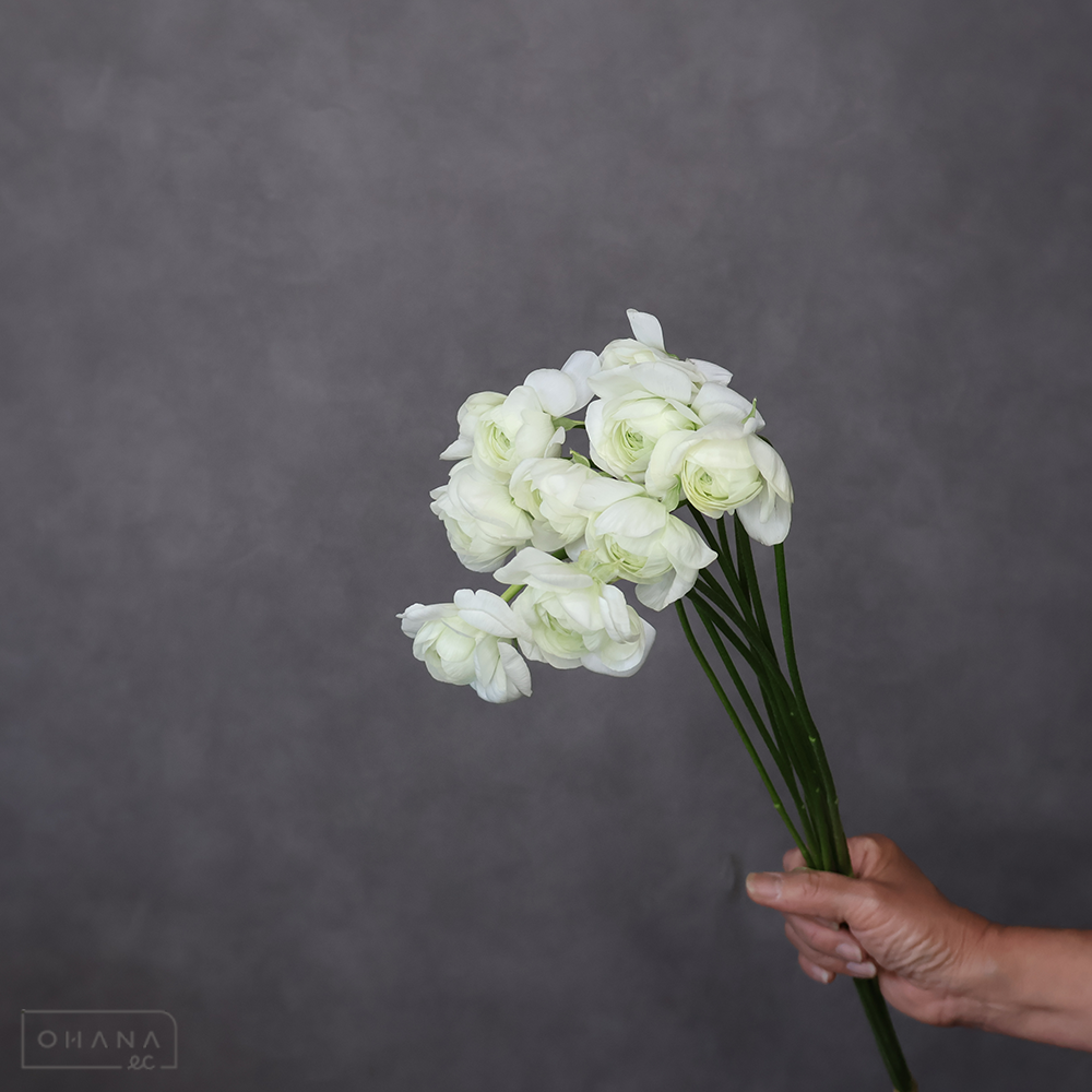 【SALE】ラナンキュラス　エランクール　Ａ 50cm ※クレーム対象外