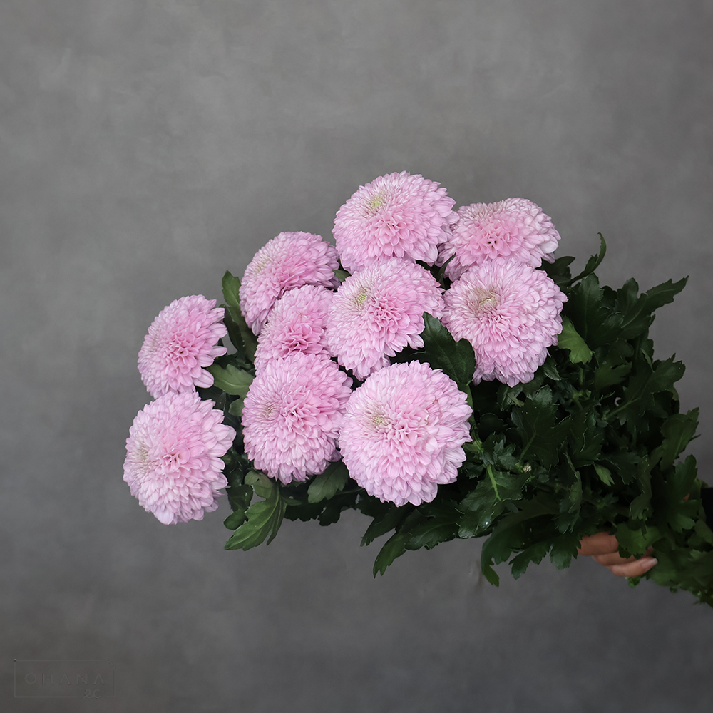 【SALE】ピンポンマム 　ピンク ※クレーム対象外