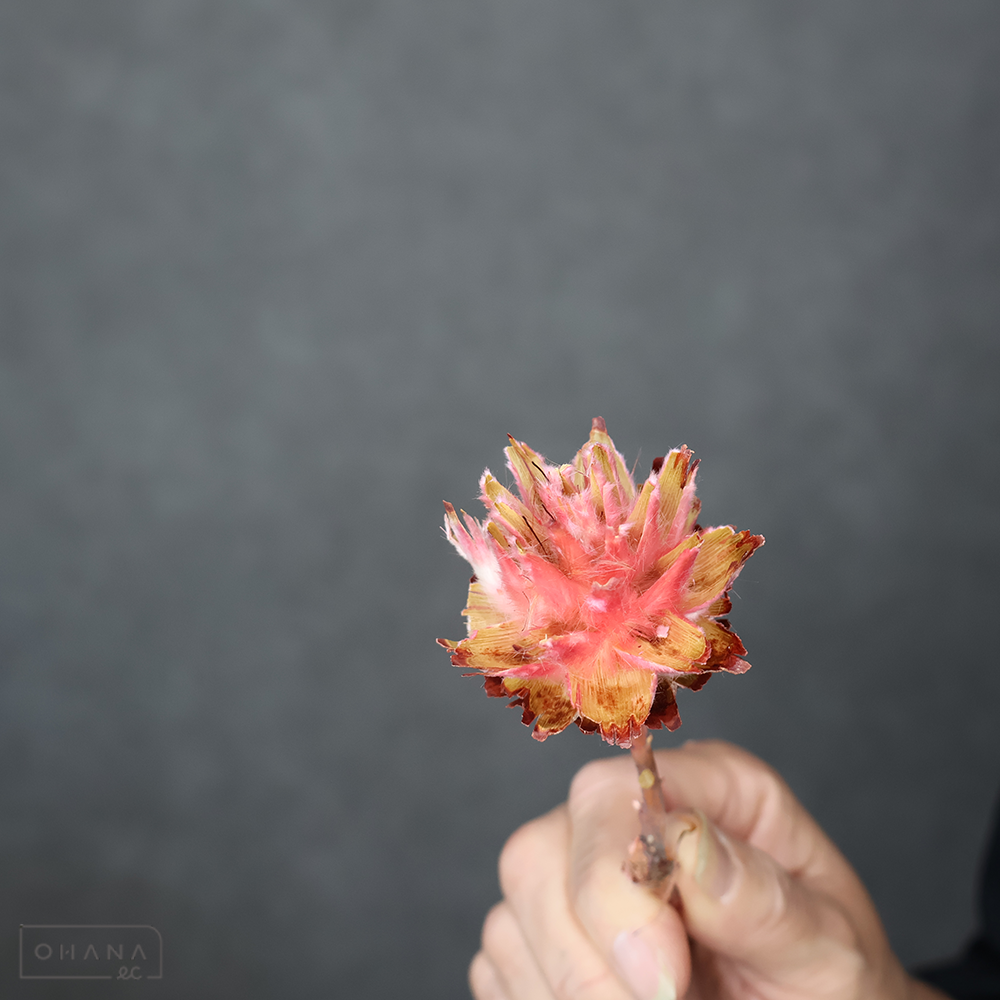 【SALE】リューカ　プルモーサムドライショートアンティー　 ※クレーム対象外