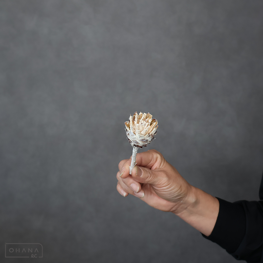 【SALE】リューカ　プルモーサムドライショートホワイト　 ※クレーム対象外