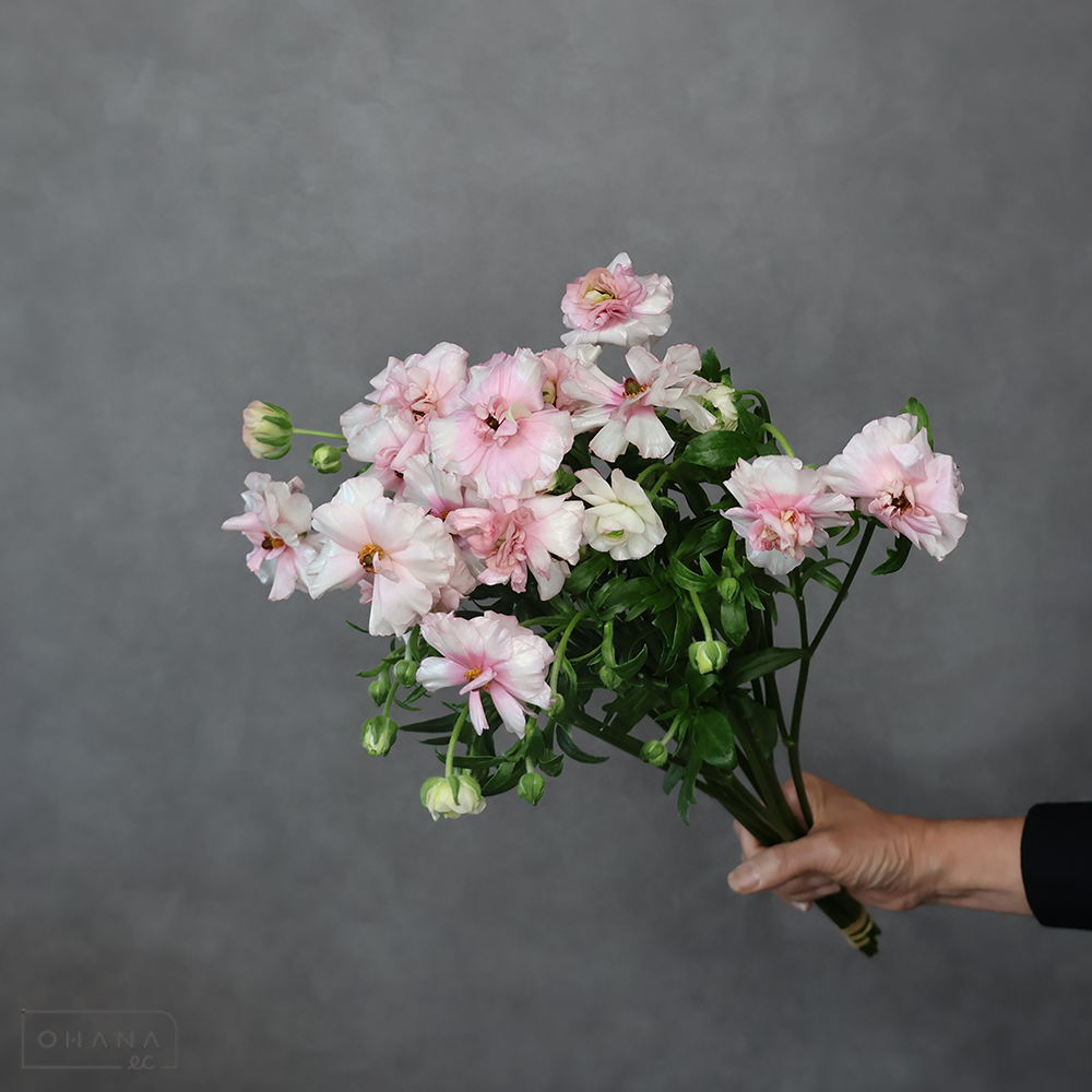 ラナンキュラス　ラックス アリアドネ　Ａ 60cm