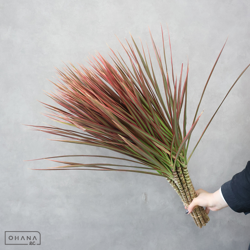 【SALE】ドラセナ レインボー　2L ※クレーム対象外