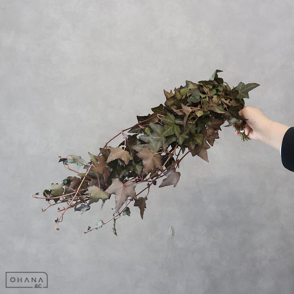 【SALE】アイビー　ミッドナイト　 60cm ※クレーム対象外