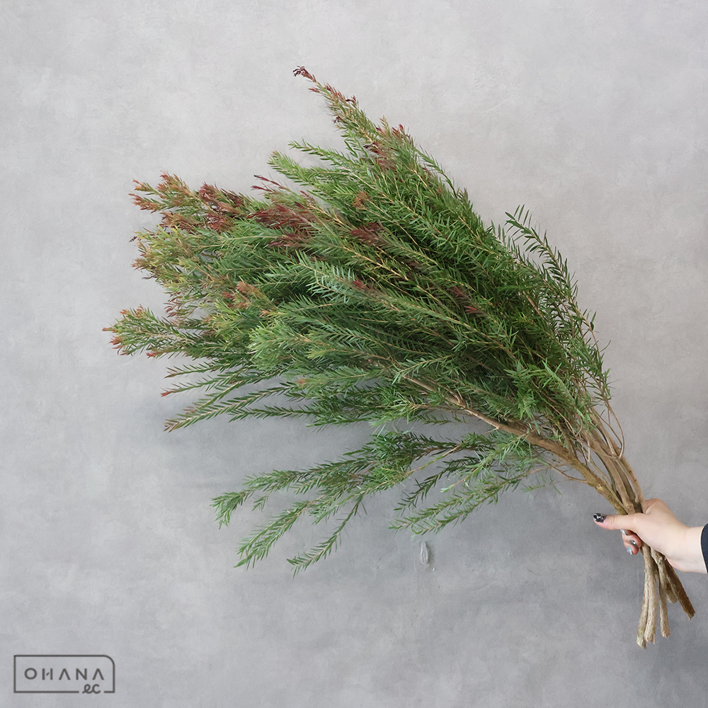 【SALE】ティーツリー　大※５本束 ※クレーム対象外