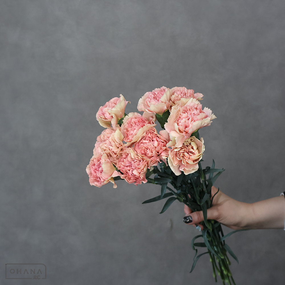 【SALE】カーネーション　マキアート　秀 50cm ※クレーム対象外