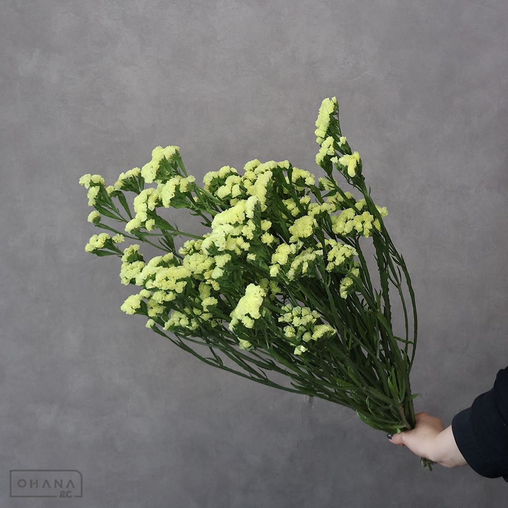 【SALE】スターチス黄　ファインイエロー　2L ※クレーム対象外