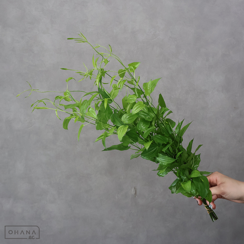 【SALE】リキュウソウ 秀50cm ※クレーム対象外