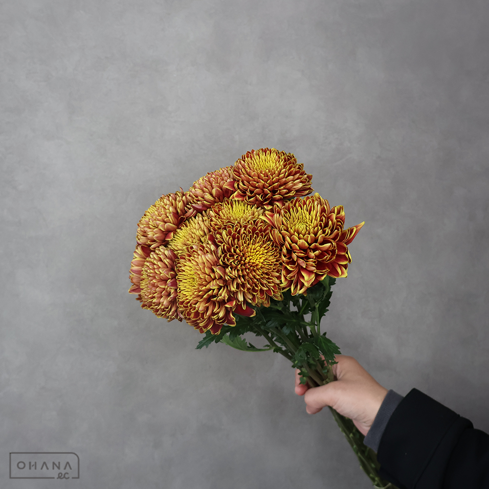 マム セイリリーク　60CM