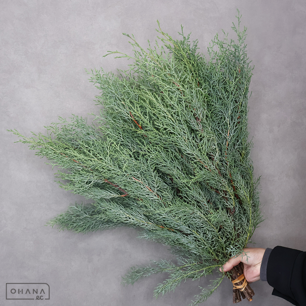 コニファ ブルーアイス　秀60CM