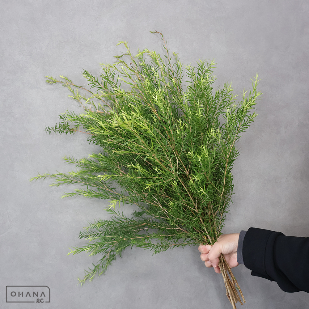 メラレウカブラックティーツリー　秀60CM