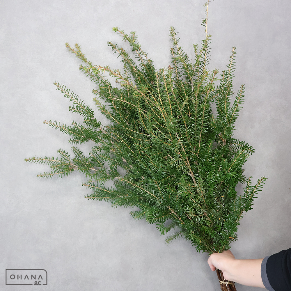 【SALE】ツガ トガ　70CM ※クレーム対象外