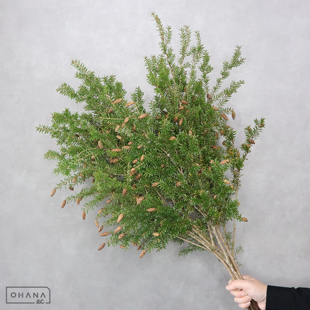 ツガ トガ　80-70CM※5本束