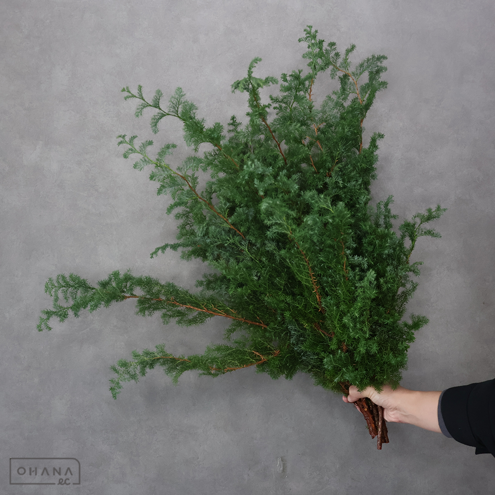 サツマスギ ヒムロスギ　50CM