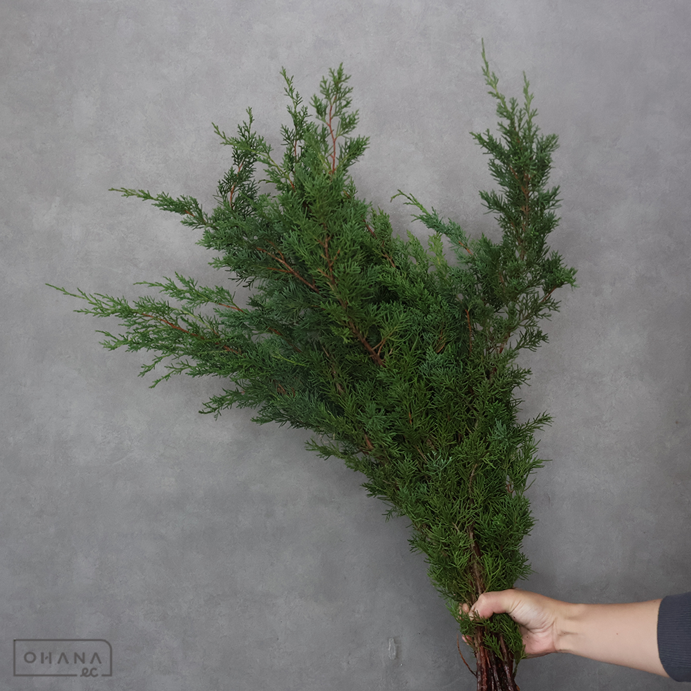 【SALE】イブキビャクシン　80CM ※クレーム対象外