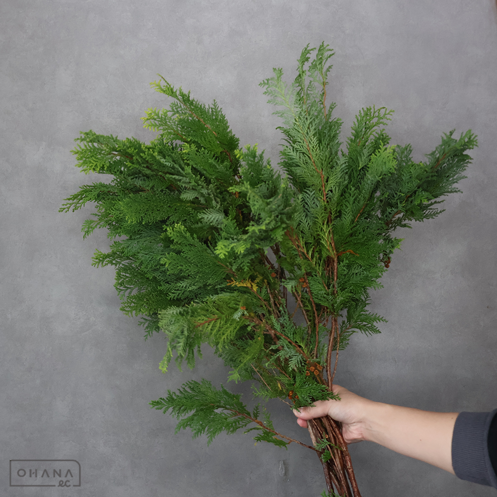 【SALE】ニッコウヒバ シノブヒバ　70CM ※15本束 ※クレーム対象外