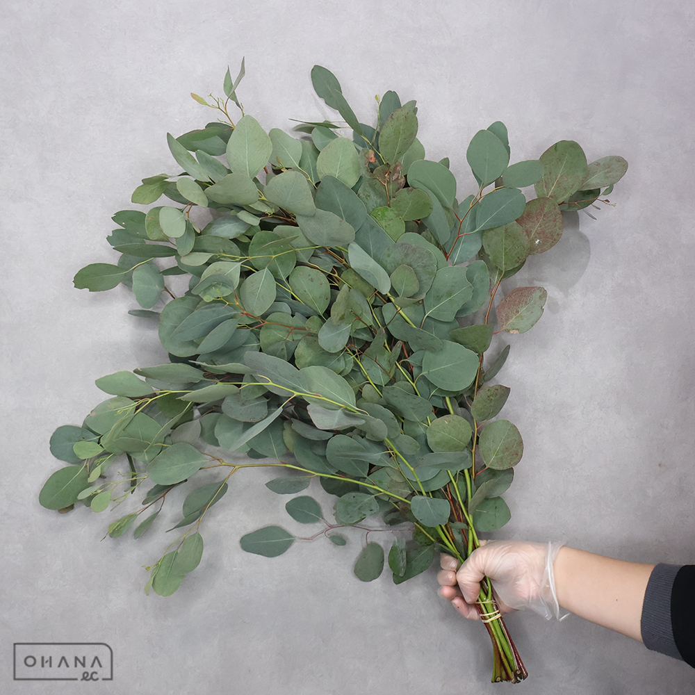 ユーカリ ポポラス　60-50CM