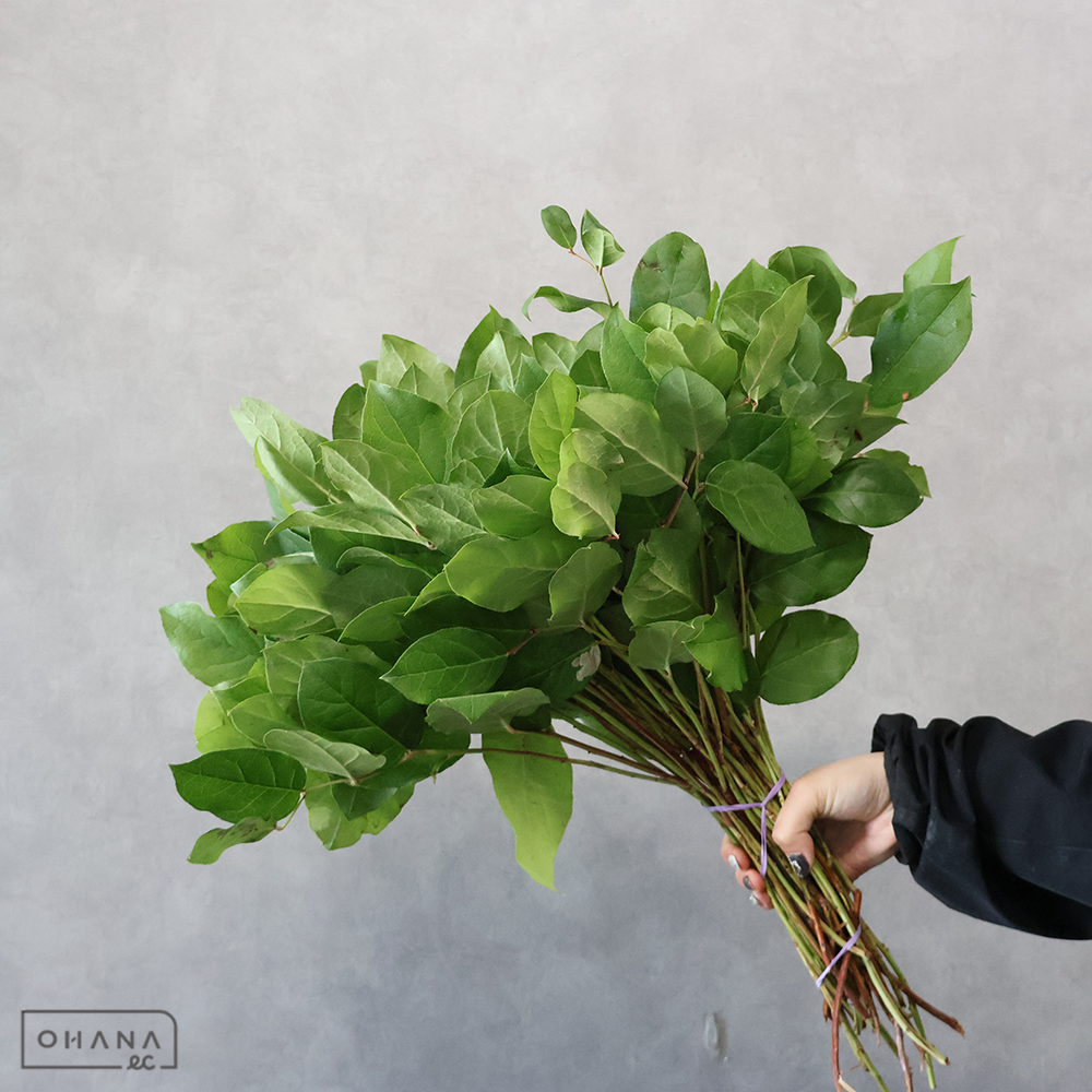 【SALE】レモンリーフ　チップス　 ※クレーム対象外